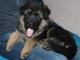 chiot berger allemand trois mois