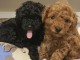Chiens d