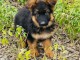 chiot berger allemand trois mois