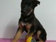 chiot berger allemand trois mois