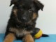 chiot berger allemand trois mois