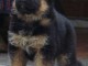 chiot berger allemand trois mois