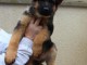 chiot berger allemand trois mois