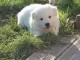 chiot berger blanc suisse trois mois
