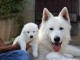 chiot berger blanc suisse trois mois