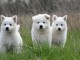  chiot berger blanc suisse 