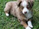 chiot berger australien trois mois