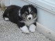 chiot berger australien trois mois