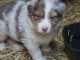 chiot berger australien trois mois