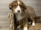 chiot berger australien trois mois
