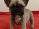 A donner bouledogue français femelle non lof
