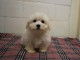 chiot bichon maltais trois mois