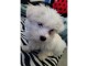 chiot bichon maltais trois mois