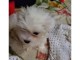 chiot bichon maltais trois mois