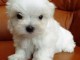 chiot bichon maltais trois mois