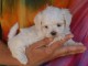 chiot bichon maltais trois mois