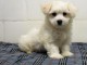 chiot bichon maltais trois mois