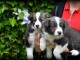 chiot border collie trois mois