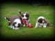 chiot border collie trois mois