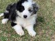 chiot border collie trois mois