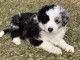 chiot border collie trois mois