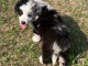 chiot border collie trois mois