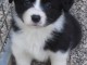 chiot border collie trois mois