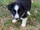 chiot border collie trois mois