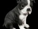 chiot boston terrier trois mois