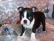 chiot boston terrier trois mois