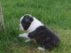 chiot boston terrier trois mois