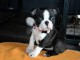 chiot boston terrier trois mois