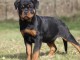 Chiens d