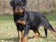 Chiens d’apparence Rottweilers