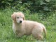 chiots golden retriever lof a donner