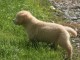 chiots golden retriever lof a donner