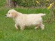 chiots golden retriever lof a donner