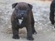 Chiots Staffordshire Bull Terrier a donner