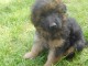 chiot Berger allemand LOF a donner