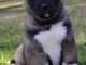 chiot boule dog francais trois mois 