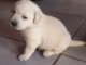 Chiots labradors lof a donner