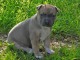 Chiot american staffordshire terrier lof a donner