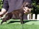 Chiot american staffordshire terrier lof a donner