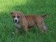 Chiot american staffordshire terrier lof a donner