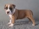 Chiot american staffordshire terrier lof a donner