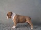 Chiot american staffordshire terrier lof a donner