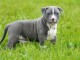 Chiot american staffordshire terrier lof a donner