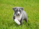 Chiot american staffordshire terrier lof a donner