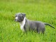 Chiot american staffordshire terrier lof a donner