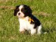 Chiots Cavaliers King Charles LOF a donner